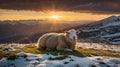 Fluffy Sheep Relaxing on Grassy Hillside at Golden Sunset with Snowy Mountain Panorama Royalty Free Stock Photo