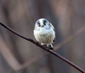 Serene shot of a long-tailed tit resting on a tree branch Royalty Free Stock Photo