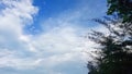 Serene Silhouette: Majestic Tree Against a Clear Sky