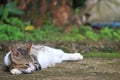 Serene Slumber: A Cat's Naptime Royalty Free Stock Photo