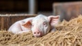 A serene small piglet peacefully sleeps on a bed of hay. Generative AI