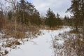 Serene Snow-Covered Forest Trail in Winter - Whitehurst Nature Preserve Royalty Free Stock Photo