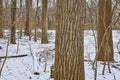 Serene Snow-Dusted Woodland with Textured Trees, Fort Wayne Royalty Free Stock Photo