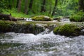 A serene stream runs through a lush green forest with tall trees and vegetation Royalty Free Stock Photo