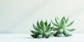 Serene succulents a pair of delicate echeveria plants resting on a smooth, pale surface. Generative AI Royalty Free Stock Photo