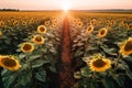 Serene Sunflower Field in Vibrant Mid-Day Light