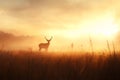 Serene sunrise with misty field and deer silhouette Royalty Free Stock Photo