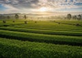 Serene sunrise over lush green tea fields Royalty Free Stock Photo