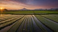 Sunrise over Rice Terraces with Mountain View in Java Island, Beautiful Landscape Royalty Free Stock Photo