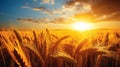Serene sunrise over vibrant wheat fields with fluffy white clouds in a clear blue sky Royalty Free Stock Photo