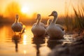 Serene Sunset Ducks at Lakeside, AI Generated Royalty Free Stock Photo