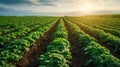 Serene Sunset over Lush Green Potato Fields: Nature s Beauty in Agriculture