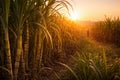 A Serene Sunset Over a Lush Sugarcane Field with a Worker Walking Through the Rows Royalty Free Stock Photo