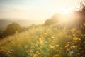 Serene Sunset Over Wildflower Hills Royalty Free Stock Photo