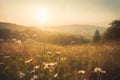 Serene Sunset Over Wildflower Hills Royalty Free Stock Photo