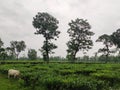 The serene tea garden around a village in North east India Royalty Free Stock Photo