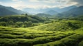 Serene Tea Gardens. Lush greenery of expansive tea gardens amidst mountains, suitable for environmental and scenic Royalty Free Stock Photo