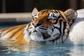 Serene Tiger Relaxing in a Pool on a Sunny Day