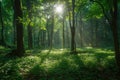 A serene and tranquil forest bathed in golden sunlight as the sun shines through the trees, A lush green forest under a mid-day Royalty Free Stock Photo