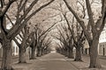 Serene tree-lined avenue with blossoming canopy in springtime Royalty Free Stock Photo