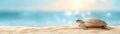 Serene turtle sanctuary, a peaceful reptile resting on the soft sandy beach with blurry background Royalty Free Stock Photo