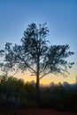 Serene Twilight Tree Silhouette and Mountain Range in Sedona