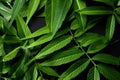 Serene and vibrant majestic green tropical forest with illuminated leaves in low light background