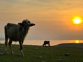 Serene view of cattle grazing peacefully in a verdant grassland at sunset.