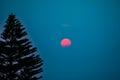 Serene view of the dark silhouette of a pine tree and a beautiful pink full moon over a blue sky Royalty Free Stock Photo