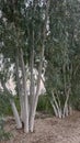 Eucalyptus trees with striking white trunks in a natural setting, creating a serene and peaceful atmosphere Royalty Free Stock Photo