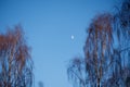 A serene view of a half moon set against a clear blue sky, framed by the branches of bare trees Royalty Free Stock Photo