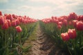 Whispers of Spring: Netherlands\' Subdued Tulip Blooms