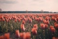 Whispers of Spring: Netherlands\' Subdued Tulip Blooms