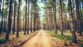 Pine forest dirt road isolated on white background Royalty Free Stock Photo