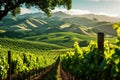 Sunlit Vineyard Landscape with Rolling Hills, AI Generated