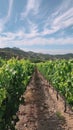 A serene vineyard with lush grapevine rows stretches towards the horizon under a sky of delicate cirrus clouds and gentle hills
