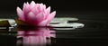 Serene Visions of Zen: Elegant Lotus Flower Captured in Tranquil Water