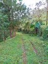 Serene Walk: Path Between Trees in the Middle of Nature Royalty Free Stock Photo