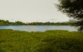 Serene Water Lake With Lush Greenery