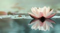 Serene Water Lily Reflection in Calm Water Royalty Free Stock Photo