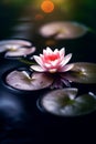 Serene Water Lily on a Tranquil Pond