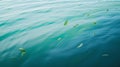 Serene Water Surface with Leaves Royalty Free Stock Photo