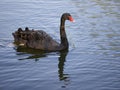 Majestic Elegance : The Graceful Black Swan on Serene Waters