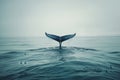 Serene Whale Tail Emergence Royalty Free Stock Photo