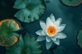 Serene white lotus flower blooming on dark water, surrounded by green lily pads with a glow at their edges