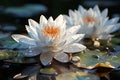 Serene White Lotus Flower. Delicate Petals Basking in Warm Sunlight on Still Water