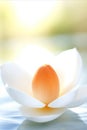 Serene White Lotus. Stunning Close-up Calmly Floating Flower, Bathed in Glorious Sunlight