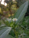 Serene White Petals of the False Daisy: A Macro Study of Eclipta prostrata in the Golden Hour Sunlight Royalty Free Stock Photo
