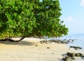 Serene White Sandy Beach with Lush Green Mangroves on Bright Sunny Day - Vijaynagar, Havelock Island, Andaman, India