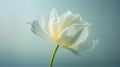 Serene White Tulip In Full Bloom Organic And Feminine Empowerment Royalty Free Stock Photo